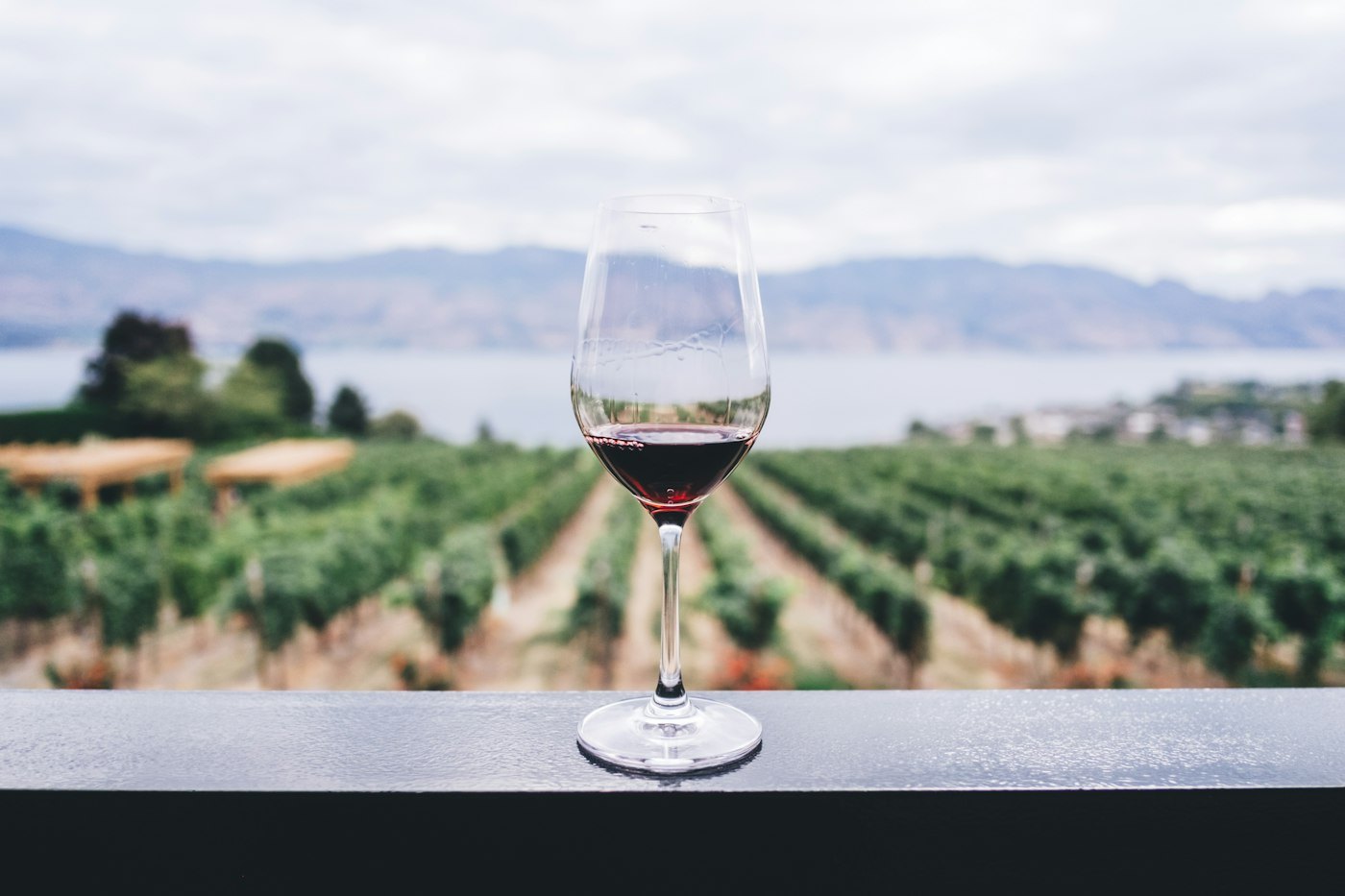 Glass of red wine on a railing above rows of vineyard vines