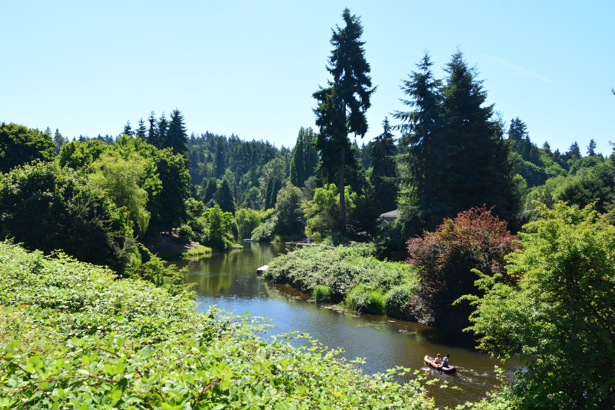 Sammamish River winding through lush green trees and shrubs on a sunny summer day