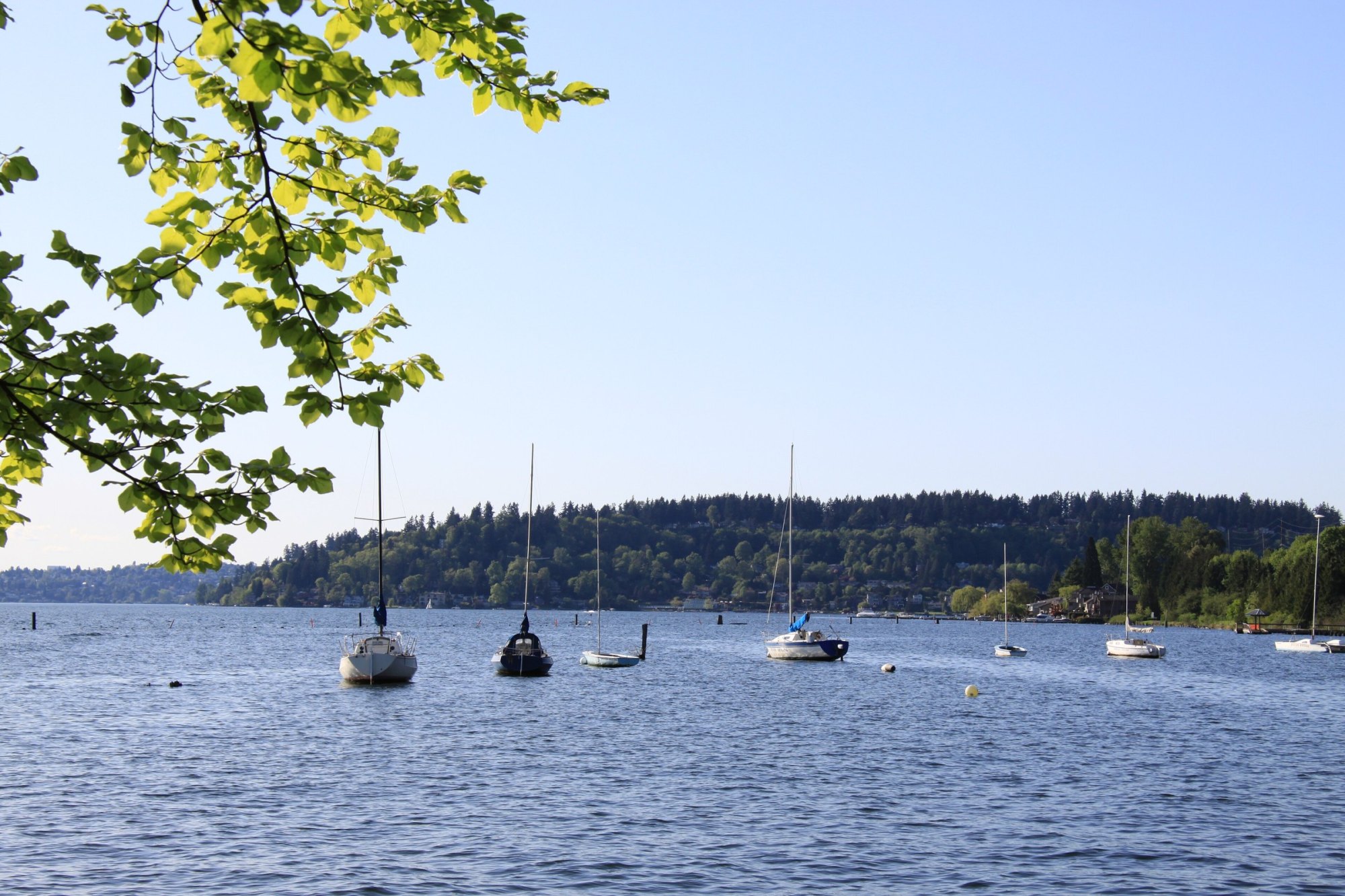Sailboats moored on calm blue Lake Washington below a wooded hillside, framed by green leaves